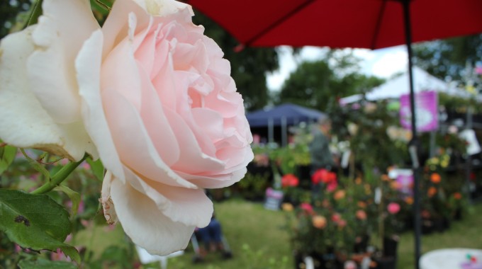 Flower Shows And Garden Fetes Insurance