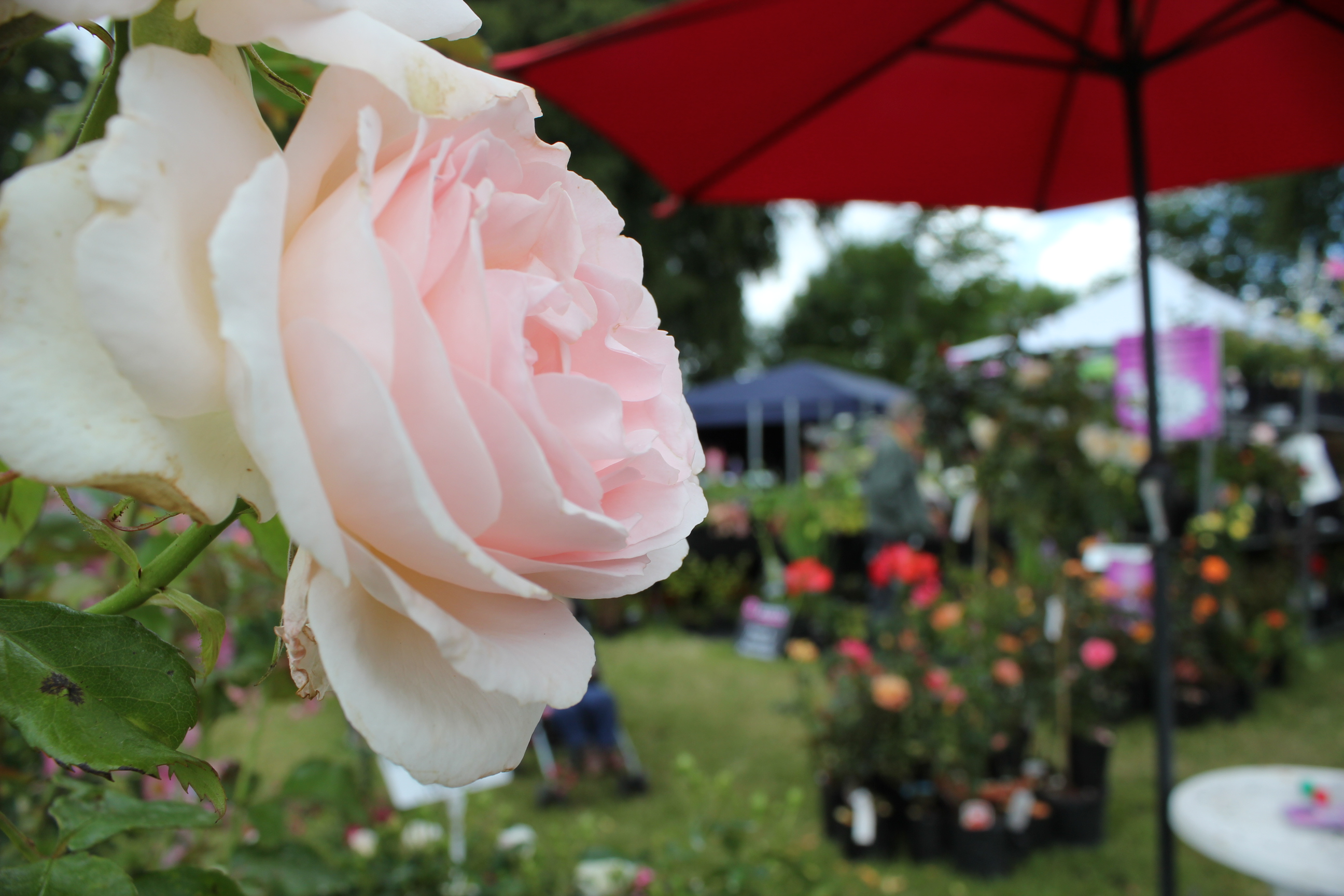 Flower Shows and Garden Fetes Insurance
